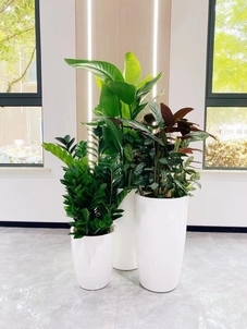 选专业盆景出租，看宁波海曙风采